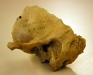 Figure 8: Pièce sèche de rocher avec mastoïdectomie (début XXe siècle)