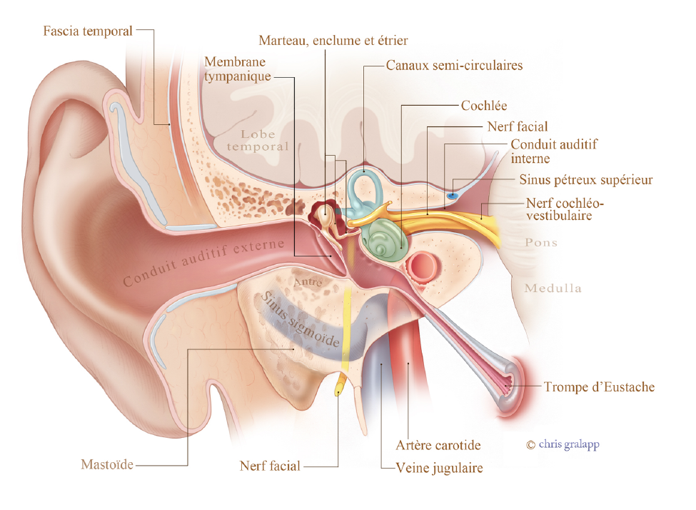 Fonctionnement oreille, rôle et anatomie du système auditif humain