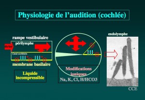 Schéma: Physiologie de l’audition