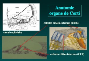 Schéma: L’oreille interne