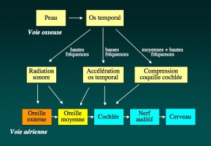 Schéma: Physiologie de l’audition